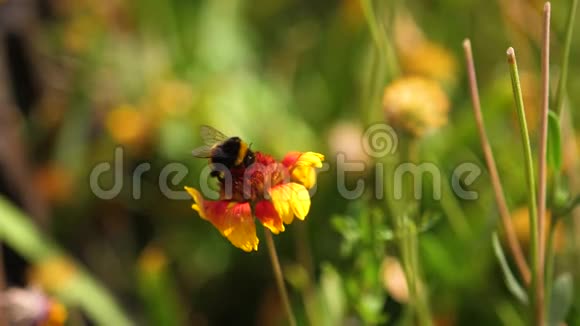 夏天大黄蜂坐在自然界的黄红色美丽的花朵上视频的预览图