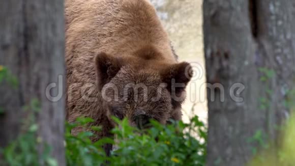 慢动作接近一只野棕熊自由地穿过树林视频的预览图