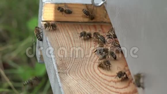 蜜蜂进入蜂巢视频的预览图