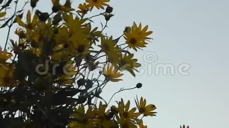 风中菊芋的花朵视频的预览图