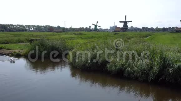 白天鹅游泳在香奈儿的Zaanseschans村荷兰阿姆斯特丹附近的旅游村视频的预览图