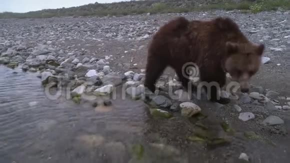 棕熊在岸边散步看着摄像机视频的预览图