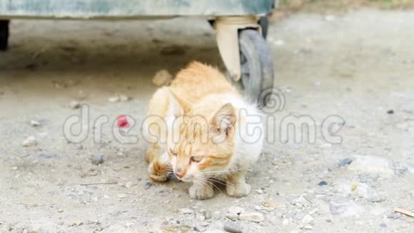 无家可归的脏猫坐在户外街上垃圾桶附近的一只可怜的饥饿的姜小猫看着摄像机视频的预览图