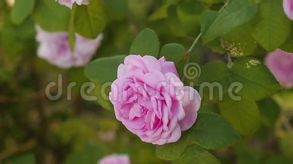 美丽温柔的玫瑰在花园里晴天视频的预览图