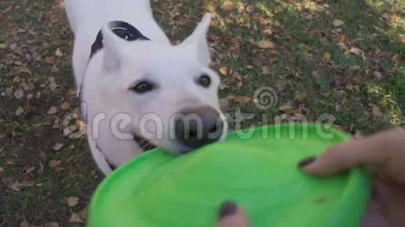 精力充沛的狗在与主人玩耍时撕开一个蓝色玩具玩瑞士牧羊犬在玩玩具的时候拉玩具视频的预览图