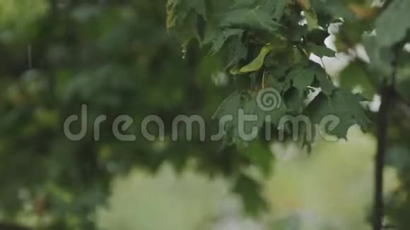 街上有雨雨落在树的叶子上视频的预览图