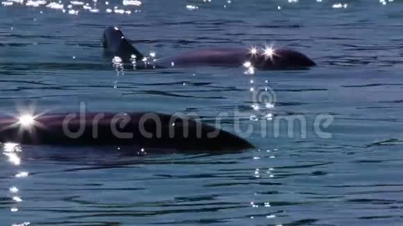 两只海豚慢镜头射击视频的预览图