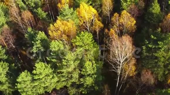 秋天西伯利亚的混合森林视频的预览图