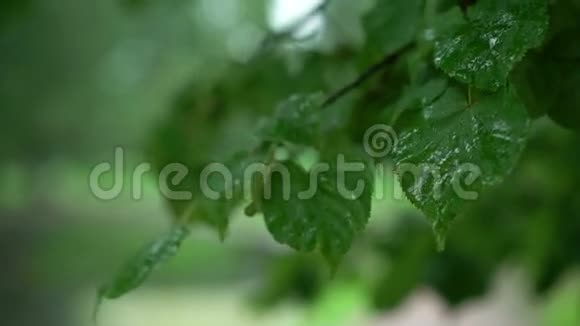 雨后潮湿的树叶视频的预览图