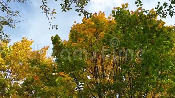 秋天的树在风中与五颜六色的落叶视频的预览图