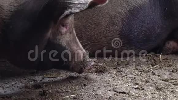 一只大猪躺在地板上的另一只猪的旁边猪圈猪场视频的预览图