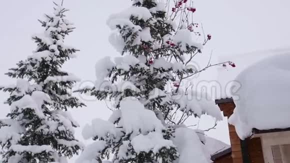 白雪覆盖的云杉枝在冬日的森林里映衬着蓝天雪落在杉树枝上视频的预览图