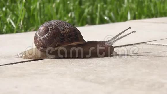 蜗牛爬行视频的预览图