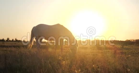 夏日夕阳西下美丽的白色母马在大草地上吃草视频的预览图