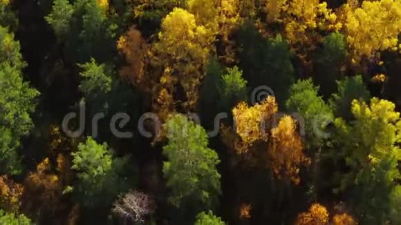 秋天西伯利亚的混合森林视频的预览图