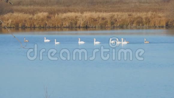 漂浮在秋湖或河流上的白色天鹅视频的预览图
