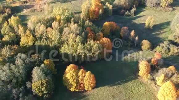 美丽的金秋景观有小树林农田和砾石路有汽车空中视频的预览图