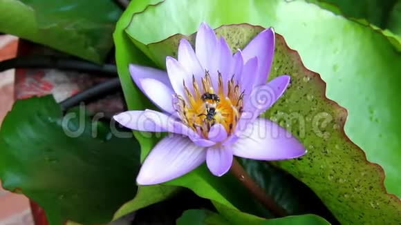 甜瓜或三角蜂从莲花花粉紫色中吸蜜视频的预览图