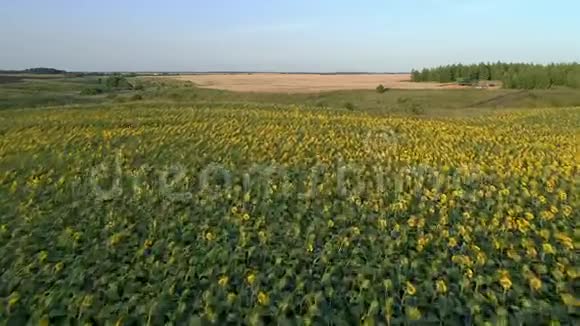 在一片盛开的向日葵的田野上视频的预览图