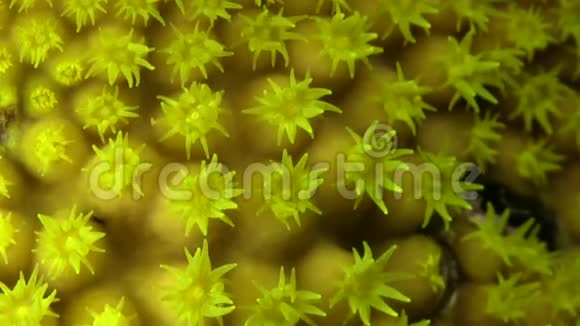 红海里坚硬的黄色珊瑚视频的预览图
