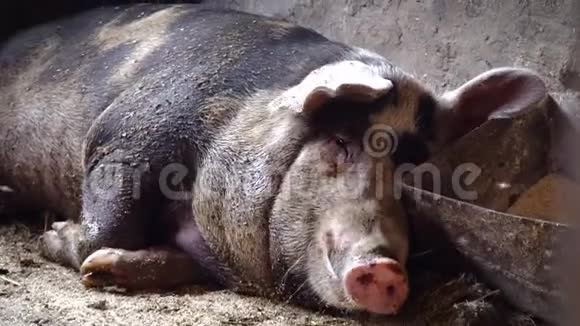 一只大猪躺在食槽附近猪赶走苍蝇视频的预览图