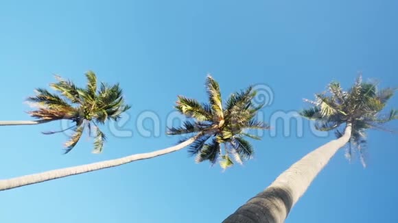 仰望蓝天背景上令人惊叹的棕榈树慢动作视频的预览图