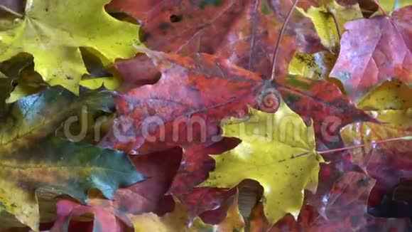 旋转美丽多彩秋枫叶自然背景视频的预览图