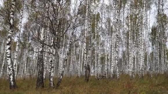秋天的白桦林彩色黄叶落叶落叶林视频的预览图
