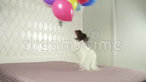 帕皮龙狗的牙齿上长着五颜六色的气球视频的预览图
