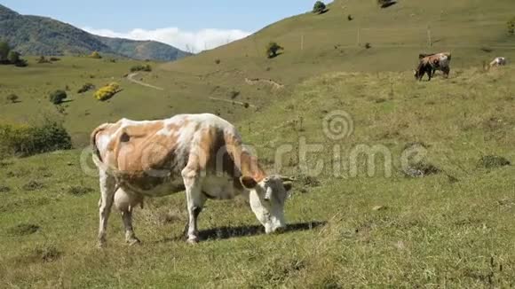 在一片绿色的秋天牧场上发现了一头牛山地和畜牧业概念视频的预览图