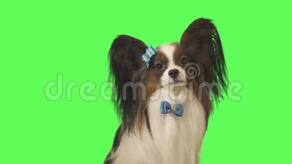 美丽的狗帕皮龙带着蓝色的蝴蝶结看着绿色背景的镜头视频视频的预览图
