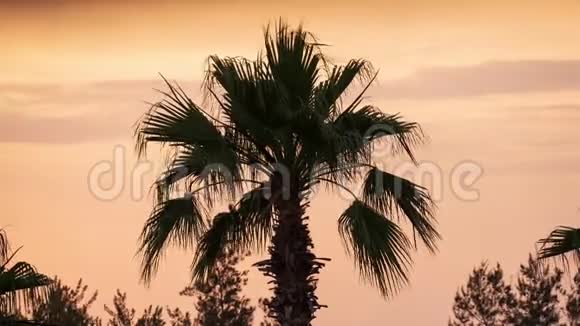 棕榈树和云彩在浪漫的日落时分视频的预览图