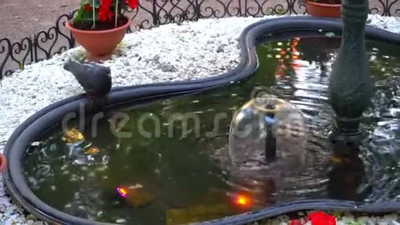 鸽子从一个美丽的喷泉里喝着鲜花视频的预览图