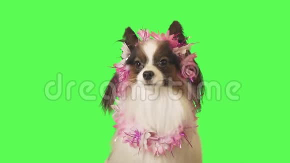 位于鲜花花环上的美丽的狗帕皮龙正在与绿色背景下的摄像机视频通话视频的预览图