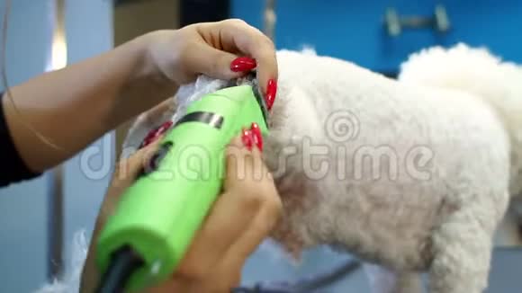 在兽医诊所美容师用剪发器修剪一只比雄犬视频的预览图