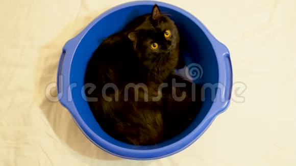 有趣的动物视频大黑挪威森林猫坐在蓝色的碗里视频的预览图