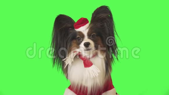 身着圣诞老人服装的漂亮小狗帕皮隆在绿色背景的股票视频中摇头视频的预览图