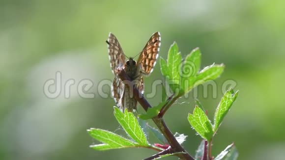 勃艮第公爵的蝴蝶栖息在植被上视频的预览图