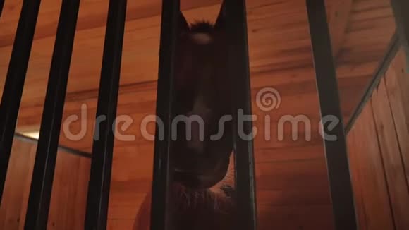 漂亮的纯种马在马厩里后面有一条金属条看着镜头动物护理的概念视频的预览图