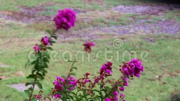 紫色的花在雨和风中盛开视频的预览图
