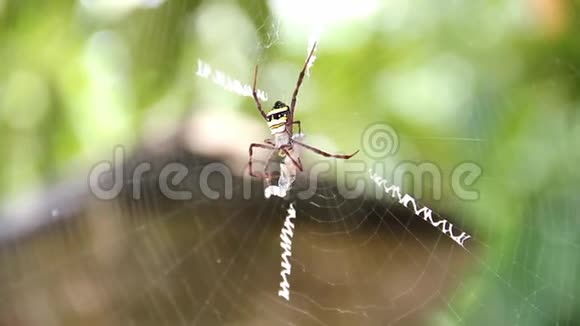 多种颜色的Argiope蜘蛛正在操纵巢上包裹的猎物视频的预览图