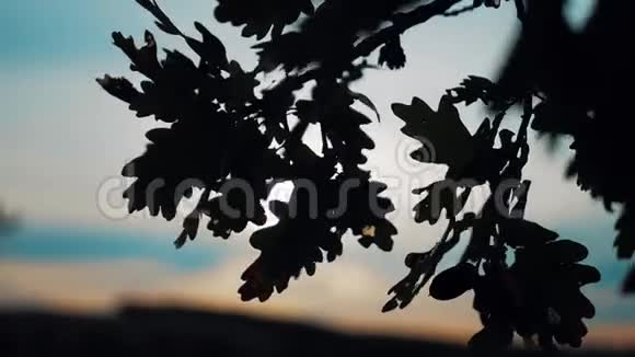 日落背景上的橡树叶剪影视频的预览图
