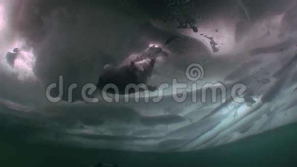 海豹在俄罗斯西伯利亚贝加尔湖的冰中在干净的冷水下游泳视频的预览图