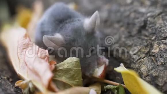 一只小老鼠在森林里吃食物视频的预览图