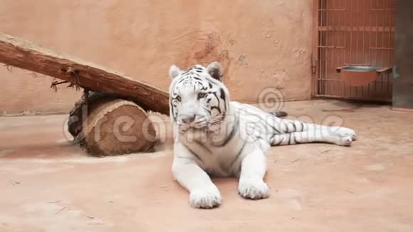 白孟加拉虎在动物园的笼子里打哈欠视频的预览图