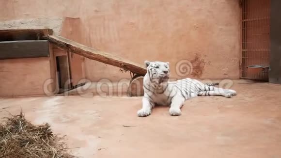 大白孟加拉虎在动物园的笼子里打哈欠视频的预览图