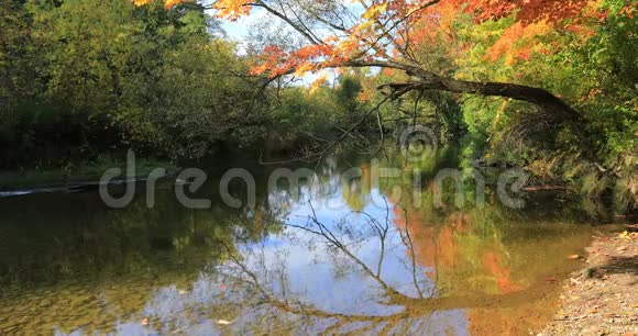 4K小溪边秋色绚丽视频的预览图
