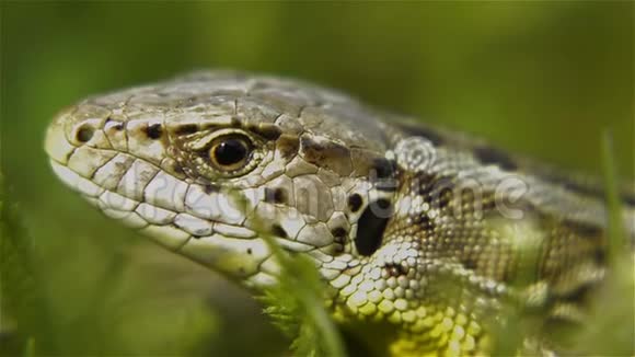 在草地上的蜥蜴的头视频的预览图