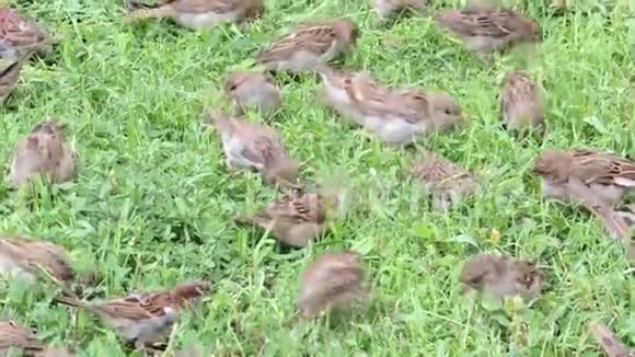 春天麻雀成群地吃青草的种子视频的预览图