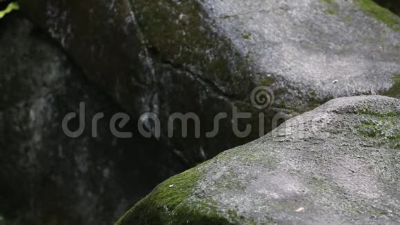 成年福沙黑熊的爪在动物园的岩石上行走视频的预览图
